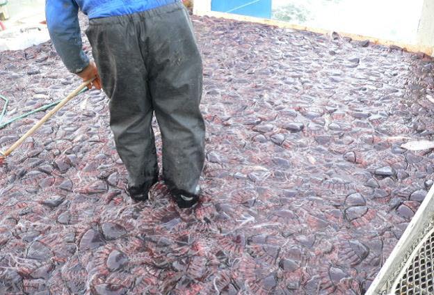 The Socio-Economic Relevance of Jellyfish