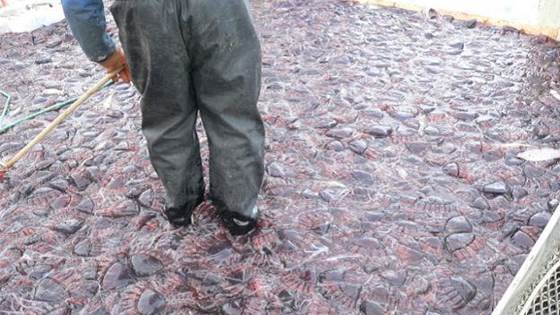 The Socio-Economic Relevance of Jellyfish