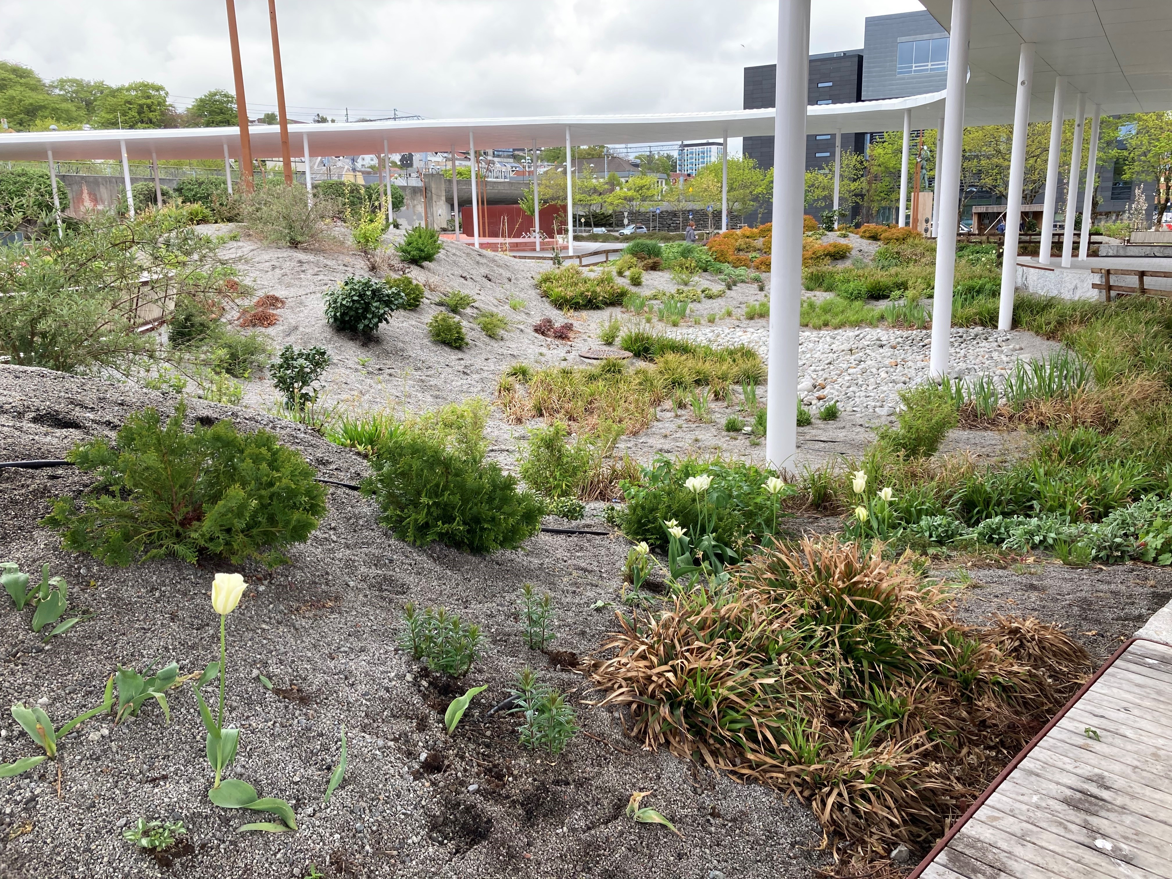 Hvordan lykkes med naturbaserte løsninger for overvann