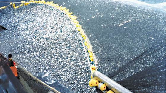 Elektronisk bolkemerking for ringnot