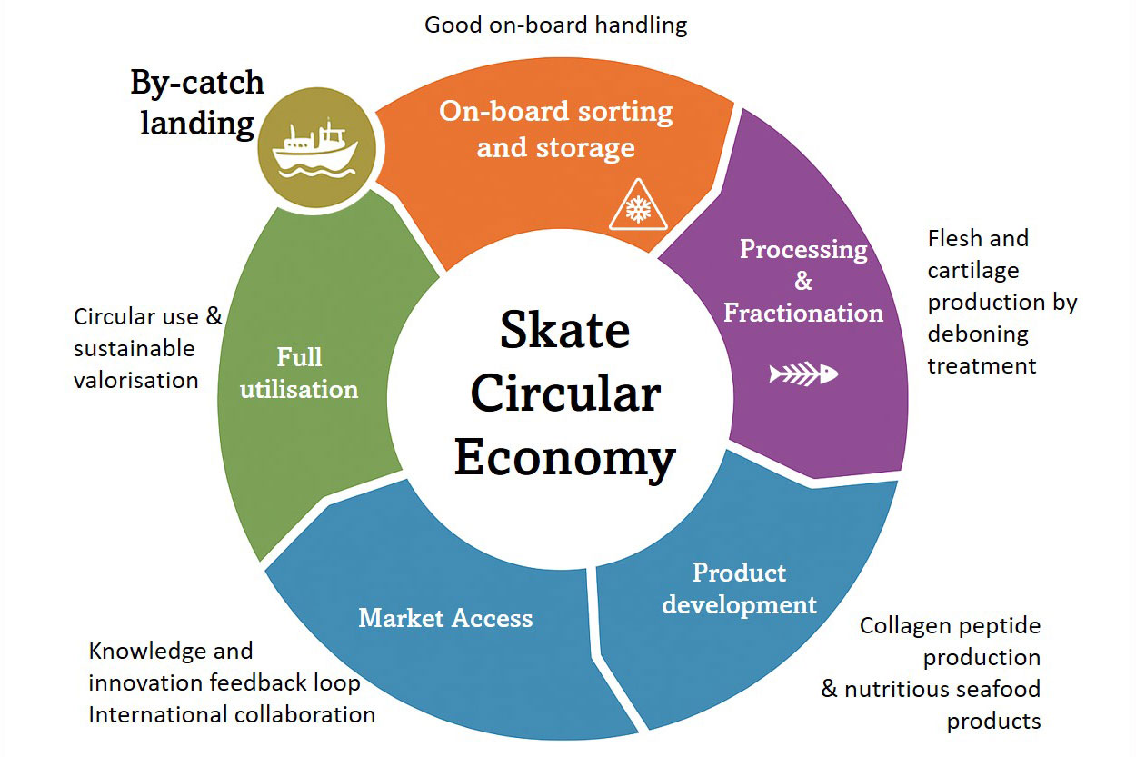 Graphic of the circular economy of skate.