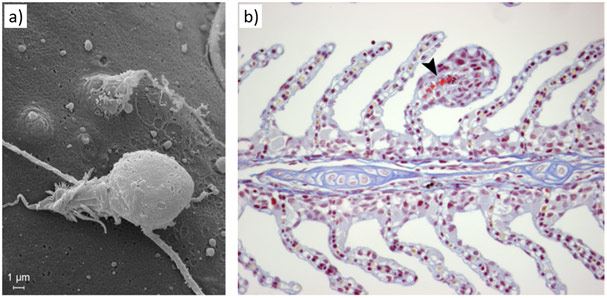 Figur. Frigjort neslecelle fra hydroiden E. larynx, og et gjellefilament med skade etter eksponering for nesleceller