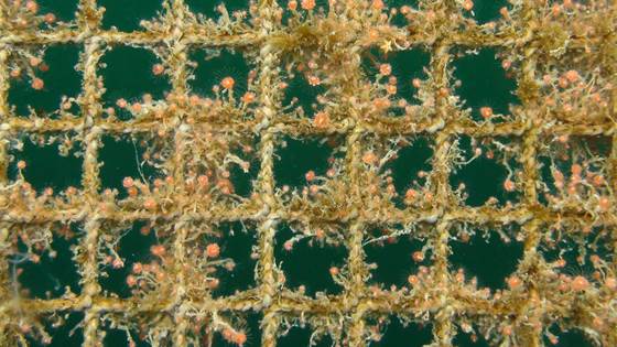 Hot water and vinegar against fouling