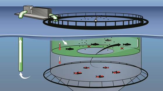 SelfTreatment - Skånsom behandling av lakselus og AGD med bruk av avsaltet sjøvann i merd