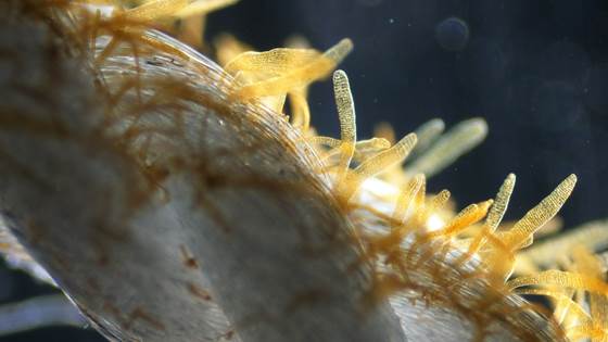 SIG Seaweed: Technology development for an upscaled seaweed industry