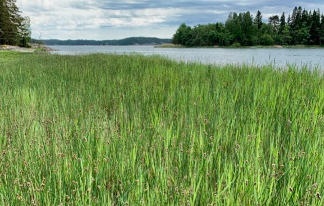 NordSalt marsh_Christoffer Bostr&ouml;m.png