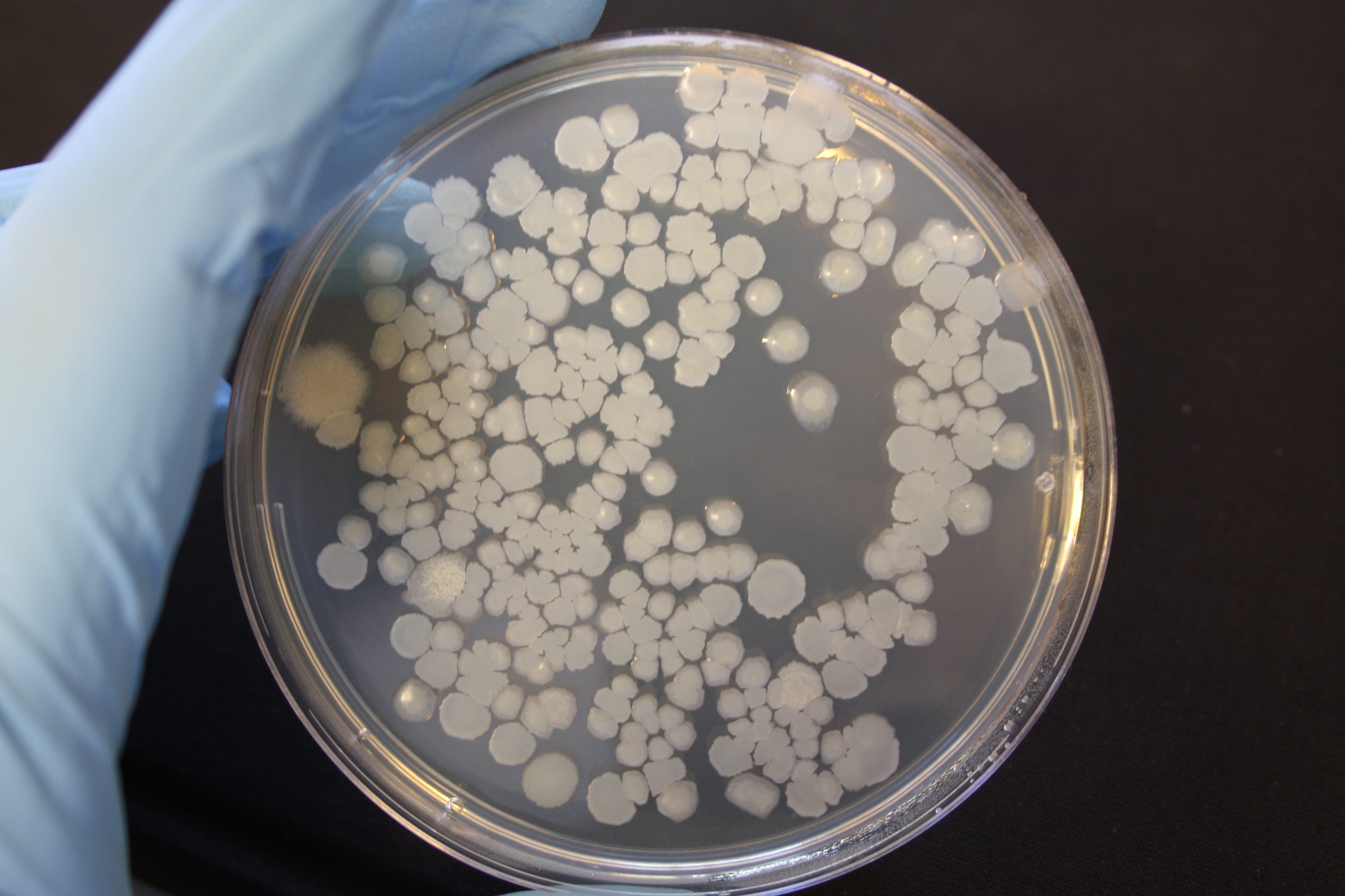 Microbiology laboratory at SINTEF SeaLab