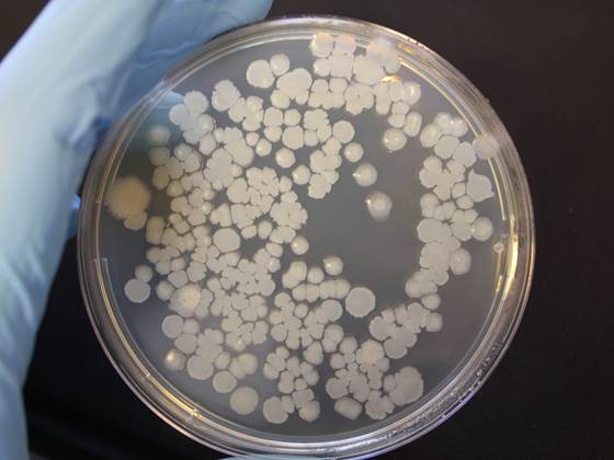 Microbiology laboratory at SINTEF SeaLab
