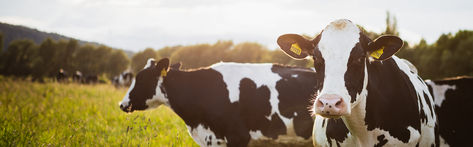 Wallpaper featuring a cow at sunset in beautiful, warm summer colors