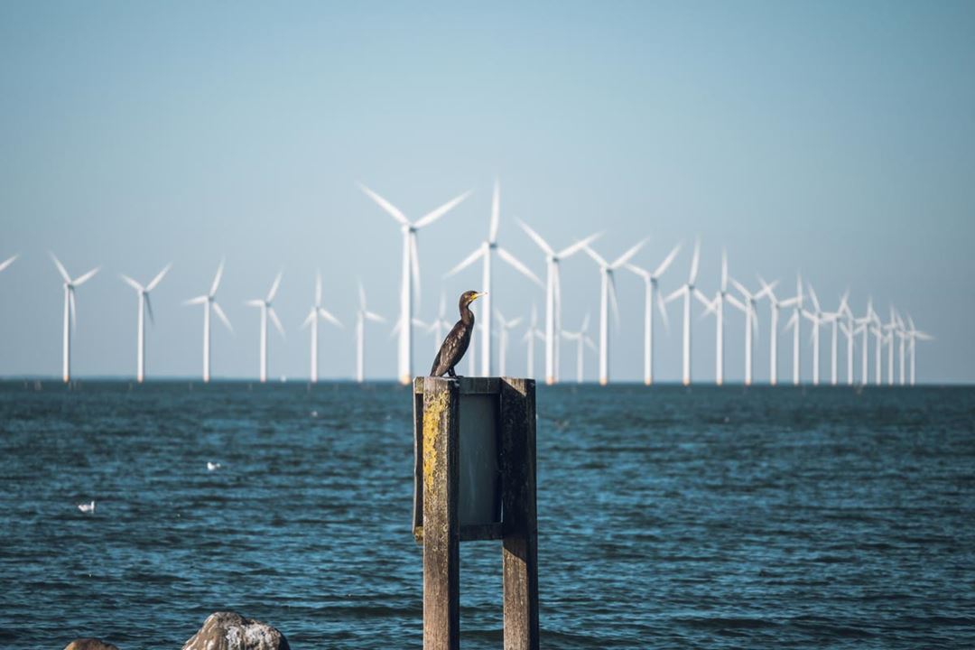 Bird with wind turbines in the background.