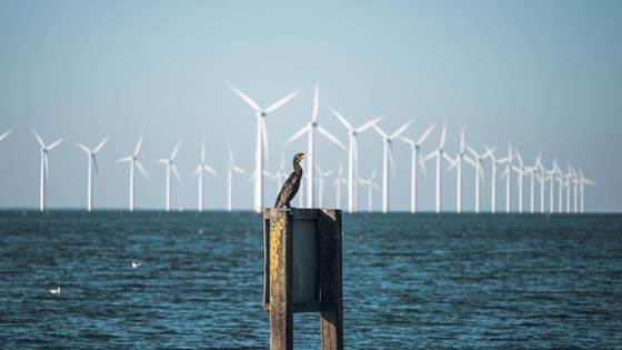 SKARV will work on making wind turbines more bird-friendly