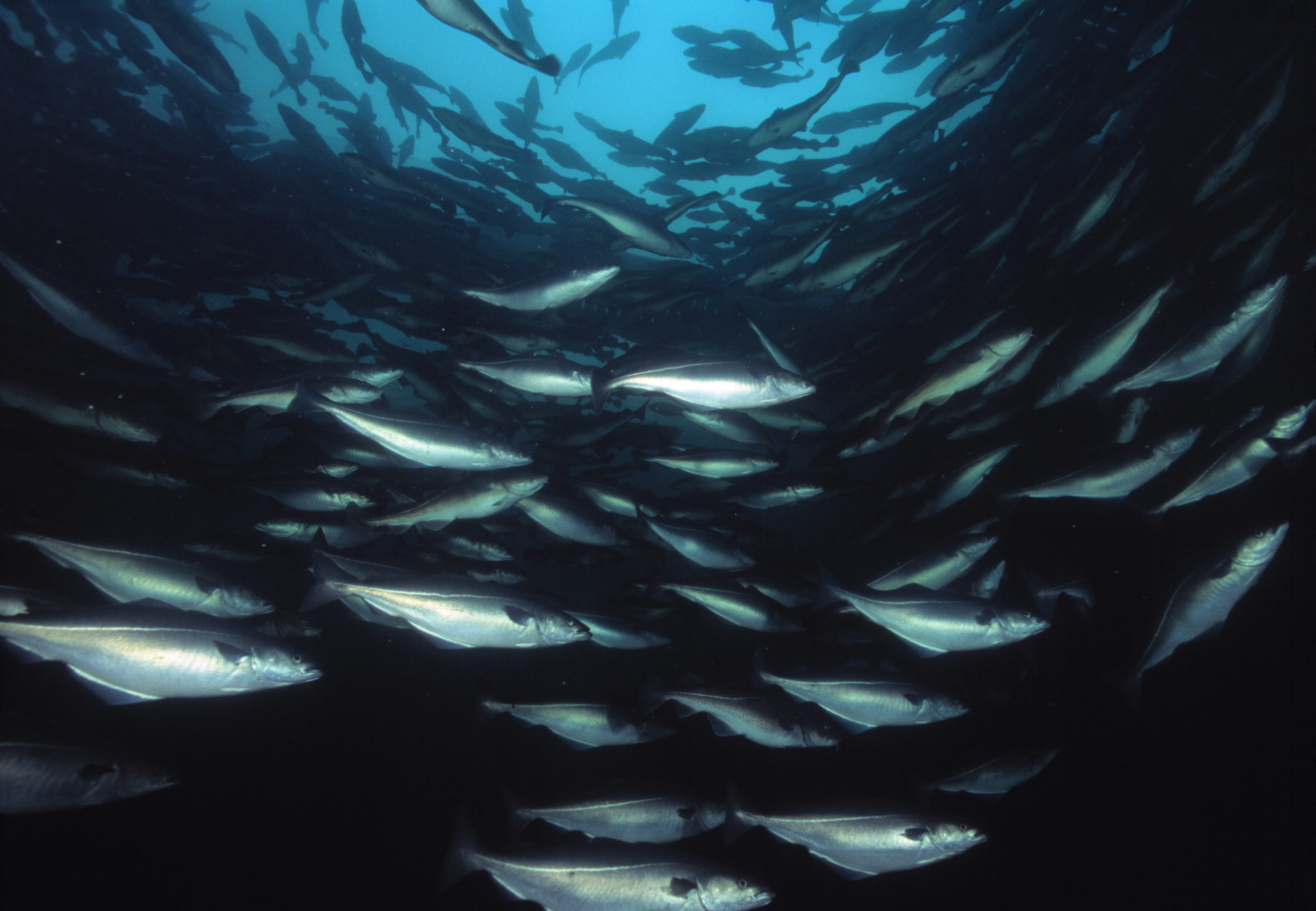 Oppdrettsanlegg påvirker villfiskstammer