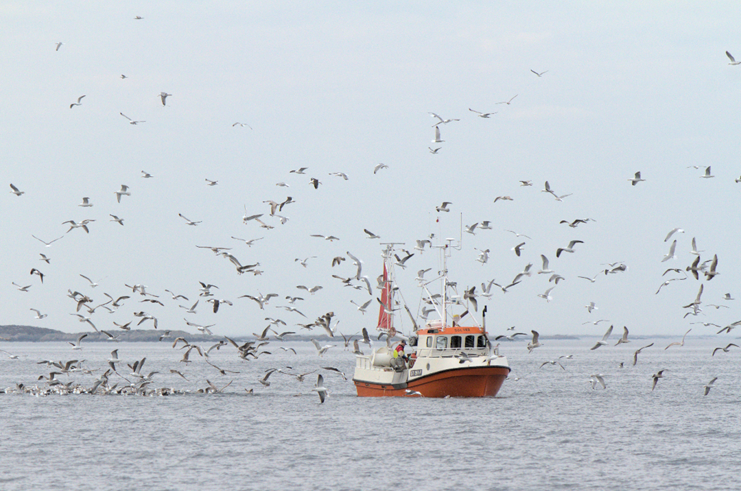 fiskebåt til havs omringet av måker