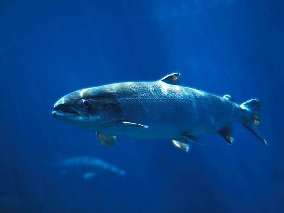 Salmon benefits from Mueller's pearlside