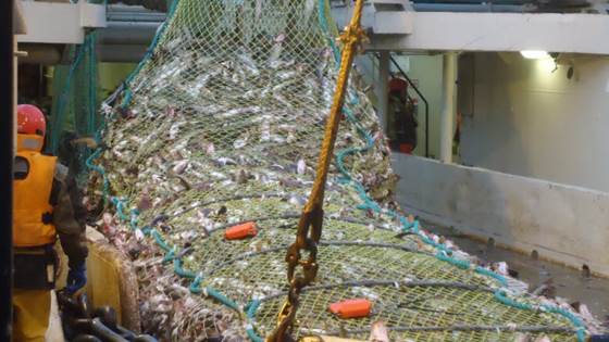 Good scientific cruise results for floating trawl