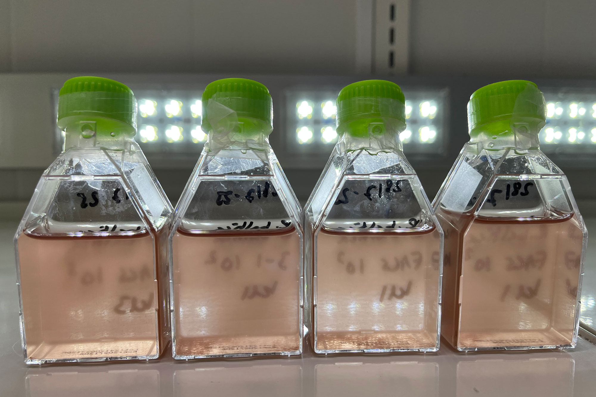 MikRho - Etablere Rhodomonas kultur med gunstig mikrobiom tilpasset industriell produksjon