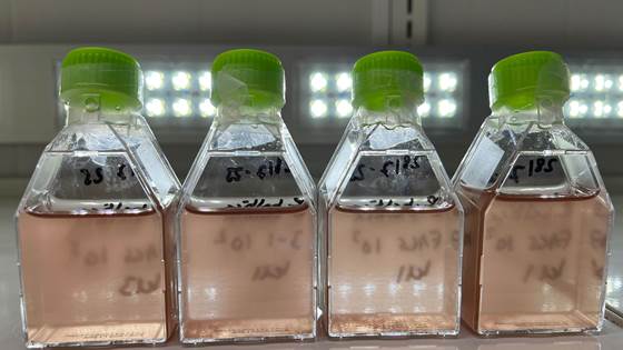 MikRho - Etablere Rhodomonas kultur med gunstig mikrobiom tilpasset industriell produksjon