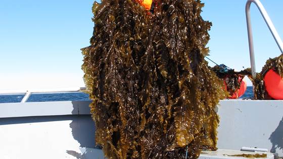 Seaweed for Biofuels