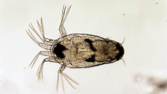 Delousing with hydrogen peroxide and environmental factors