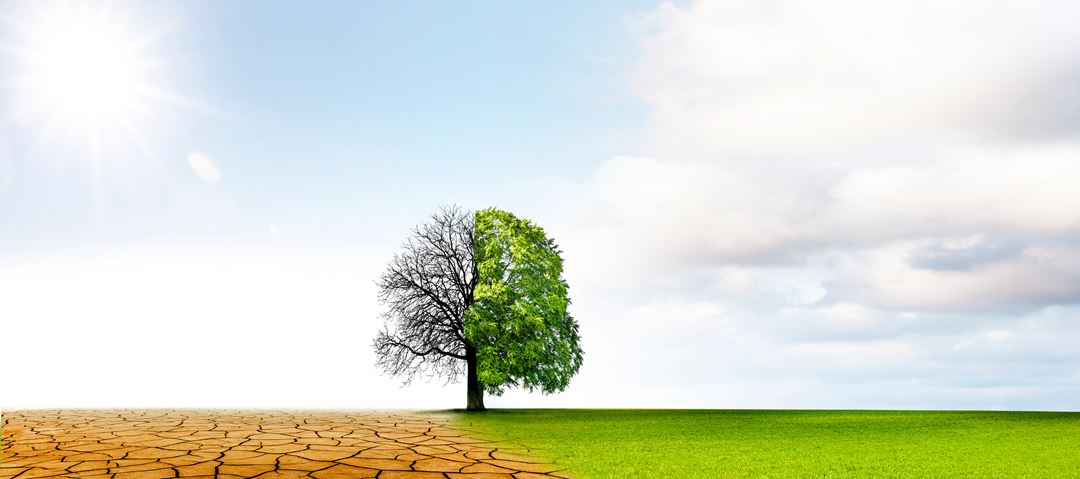 A tree divided in a green and a brown part
