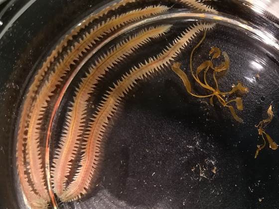 Nye fôrressurser skal løse fremtidens fôrmangel