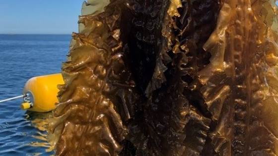 SIG Seaweed 8th Conference in Trondheim