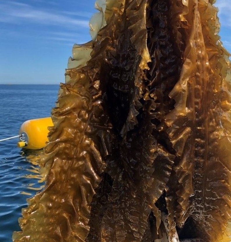 Seaweed