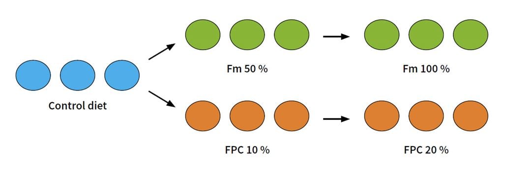 Graph of how the fish was divided into five groups.