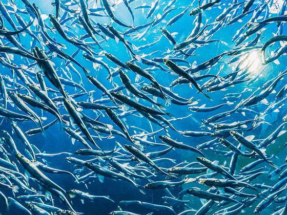 Vannkvalitet i lukkede oppdrettsanlegg på land