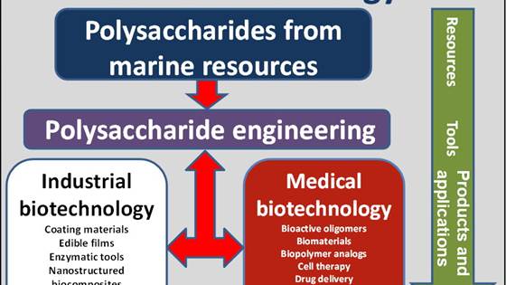 Marpol – Enzymatic upgrading and modification of marine polysaccharides