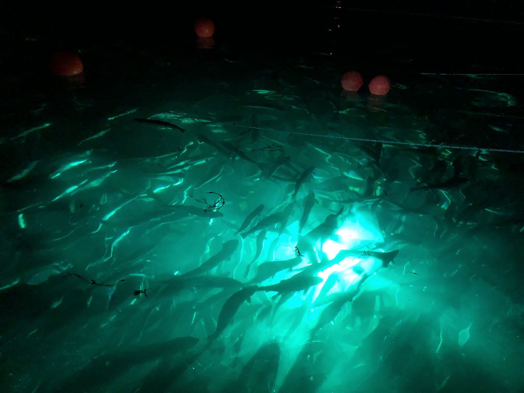 Fish under water
