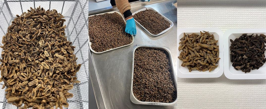 insekter i forskjellige bokser