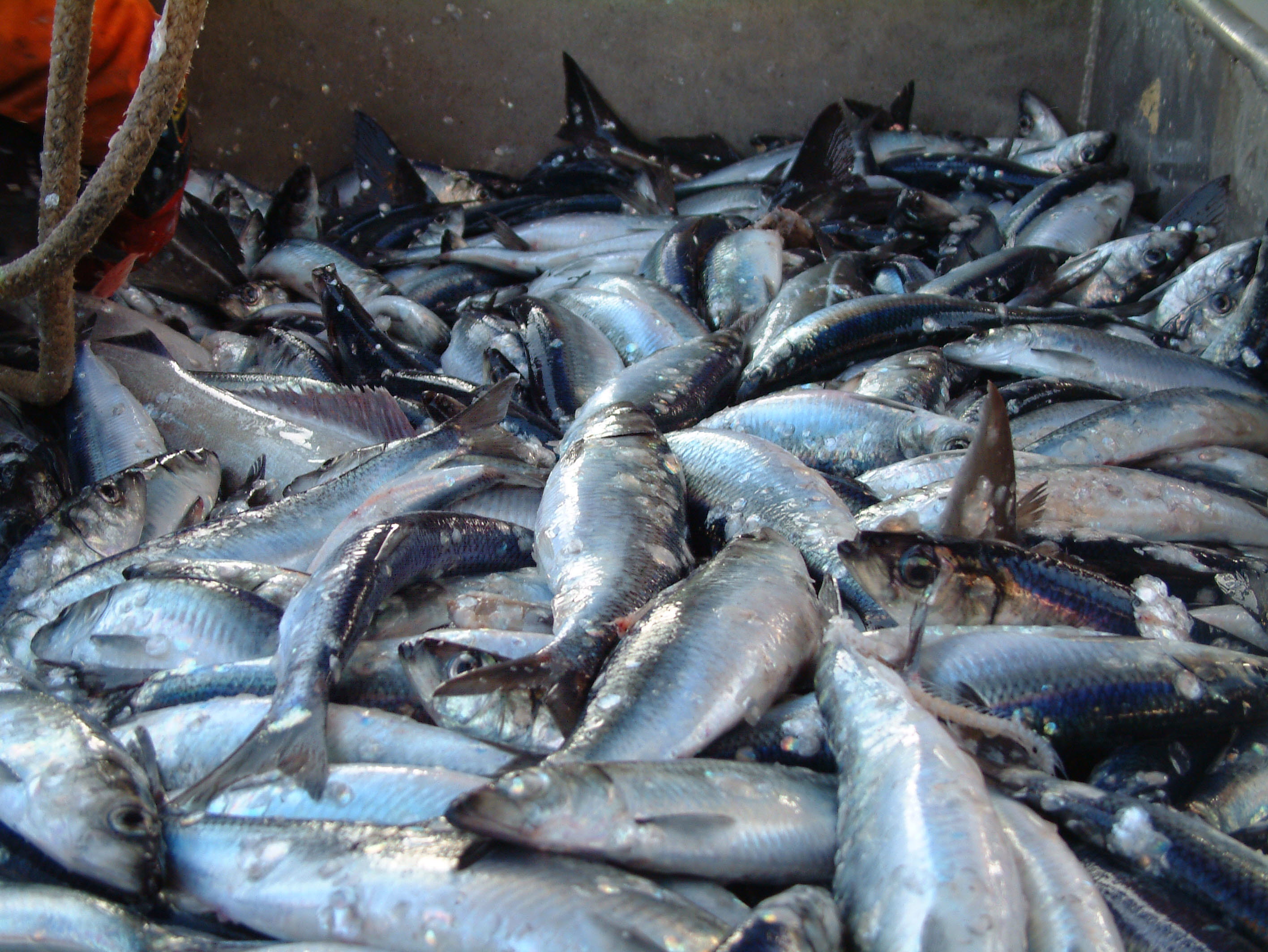 Potensiale for restråstoffet