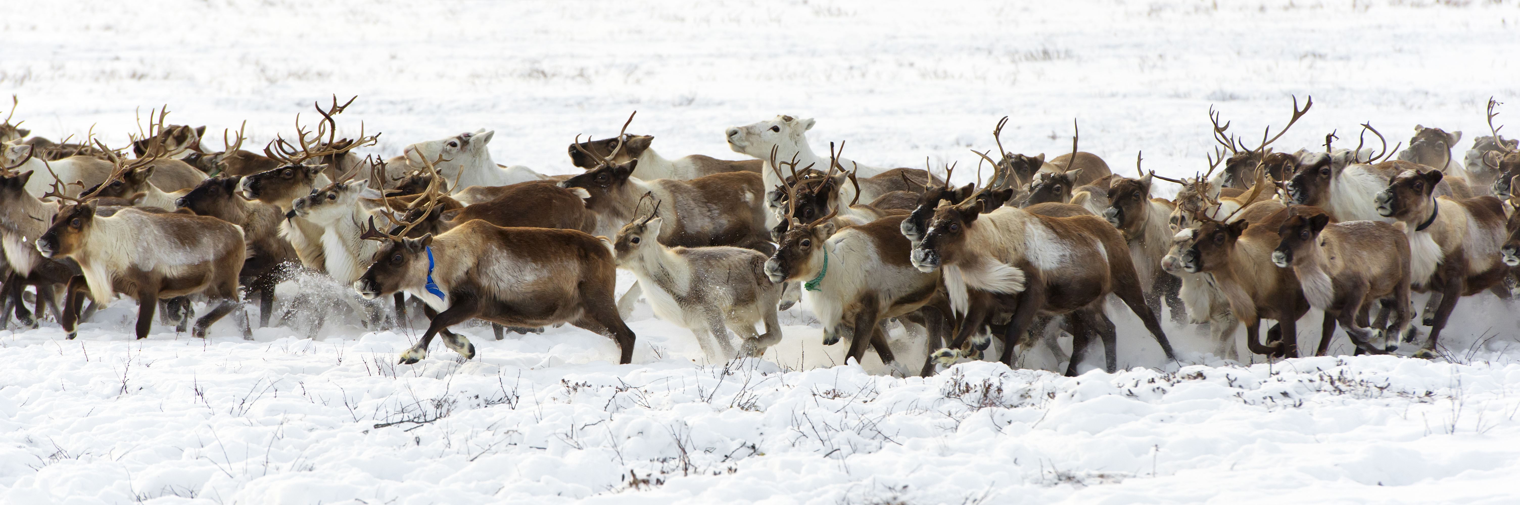 Reindeer migration_Adobe stock_longtaildog.jpeg