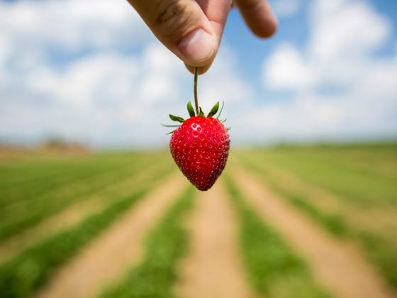 Sensors for the food industry