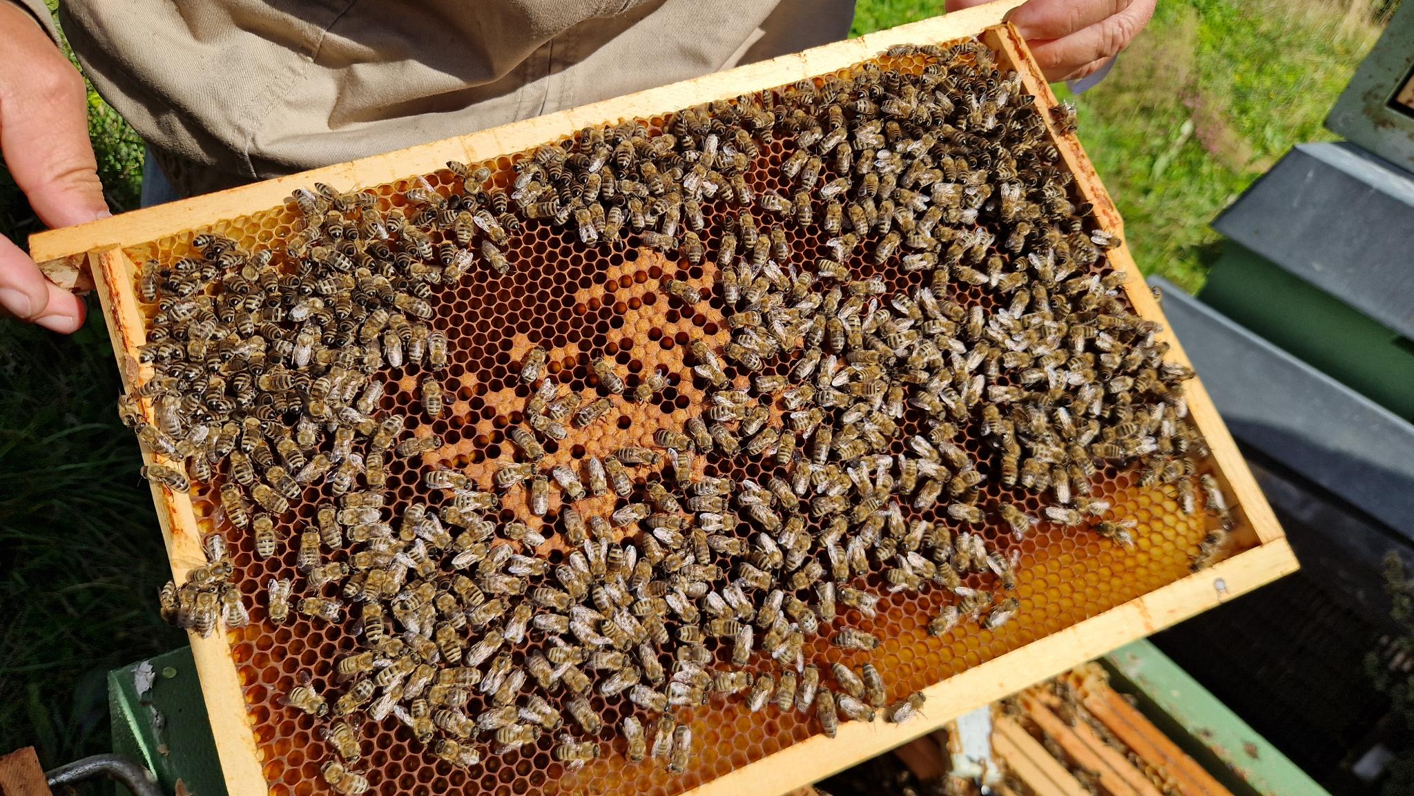 HoBBIT: Overvåking av bier med bioakustikk og bildebehandlingsteknologi