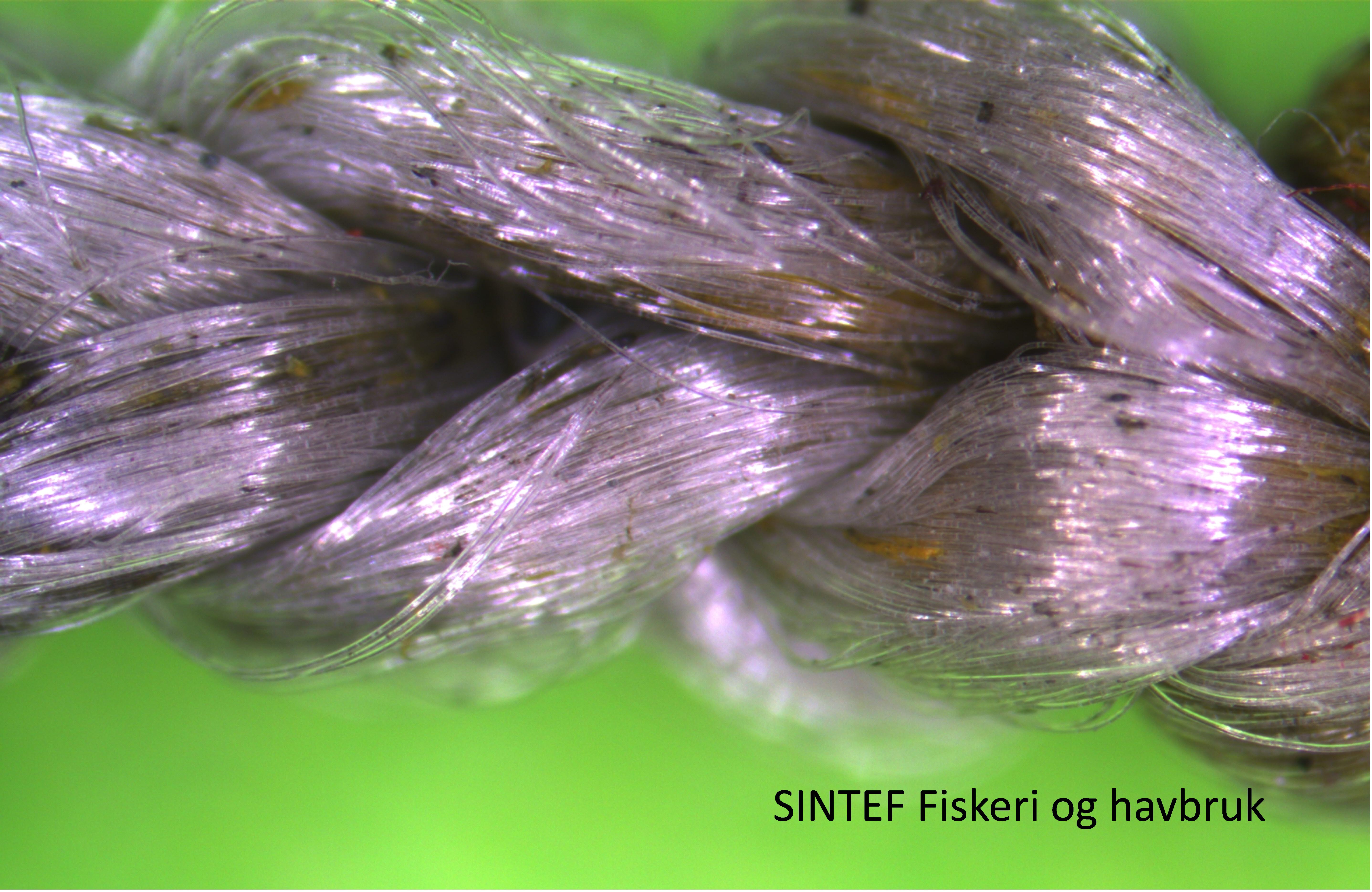 Kunnskap om oppdrettsnøter kan redusere rømming