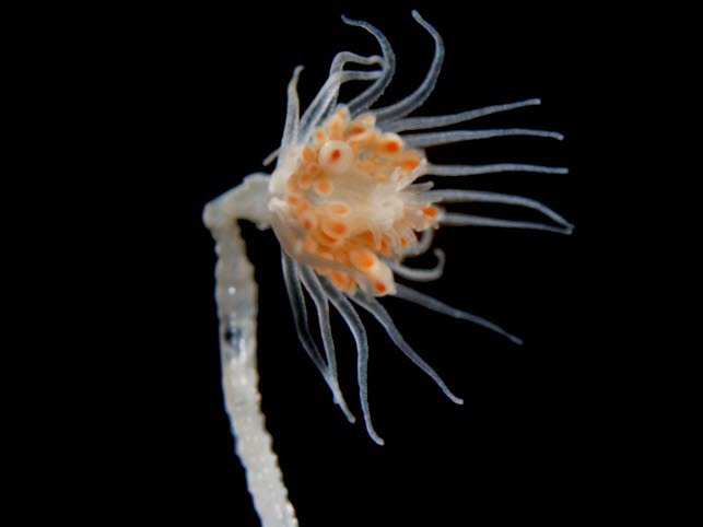 STING - Risiko for fiskehelse og biosikkerhet på oppdrettsanlegg relatert til begroingshåndtering i norsk lakseoppdrett