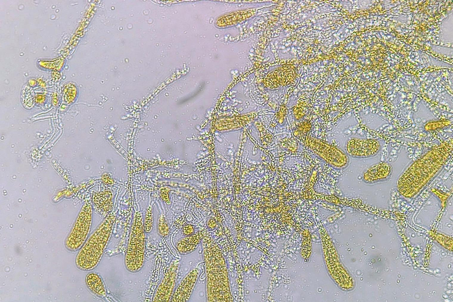 DIRECT – optimising direct seeding for kelp cultivation