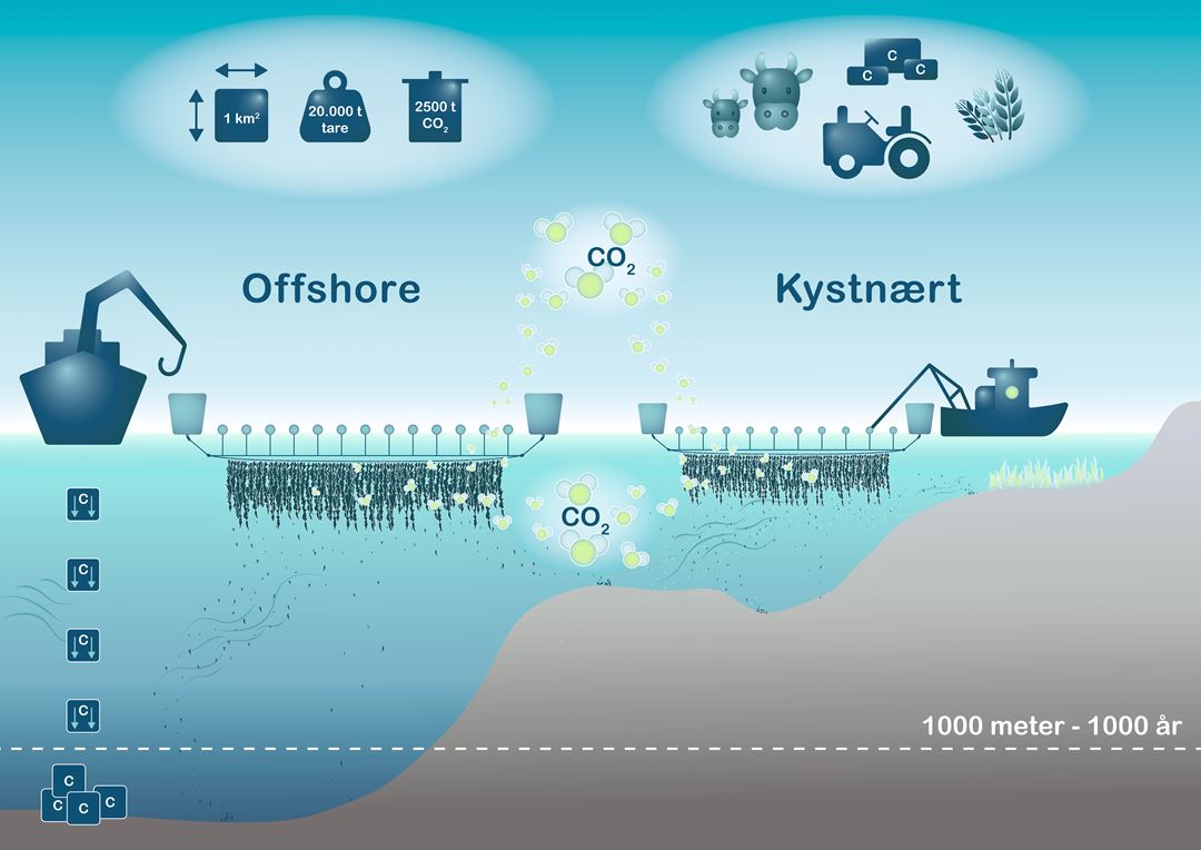 SINTEF_Ocean_JIP_Seaweed_1.jpg