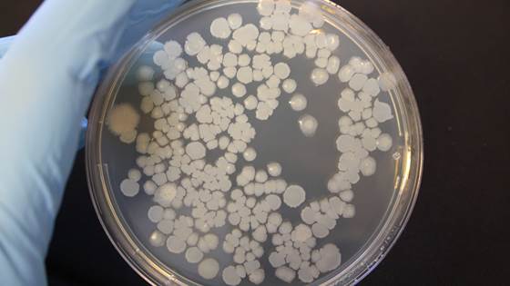Mikrobiologisk laboratorium - SINTEF SeaLab