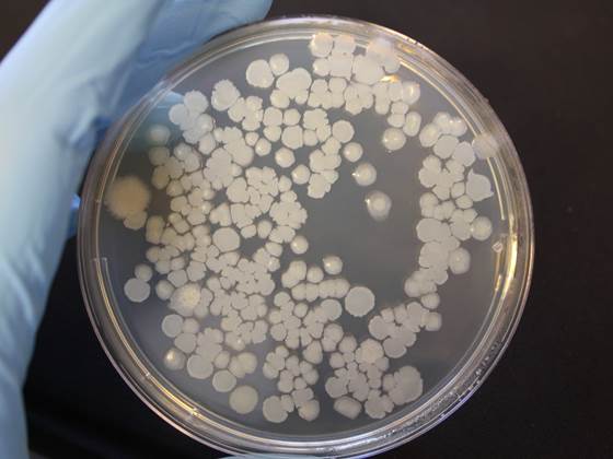 Mikrobiologisk laboratorium - SINTEF SeaLab