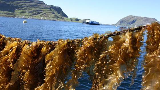 Norwegian Seaweed Technology Center