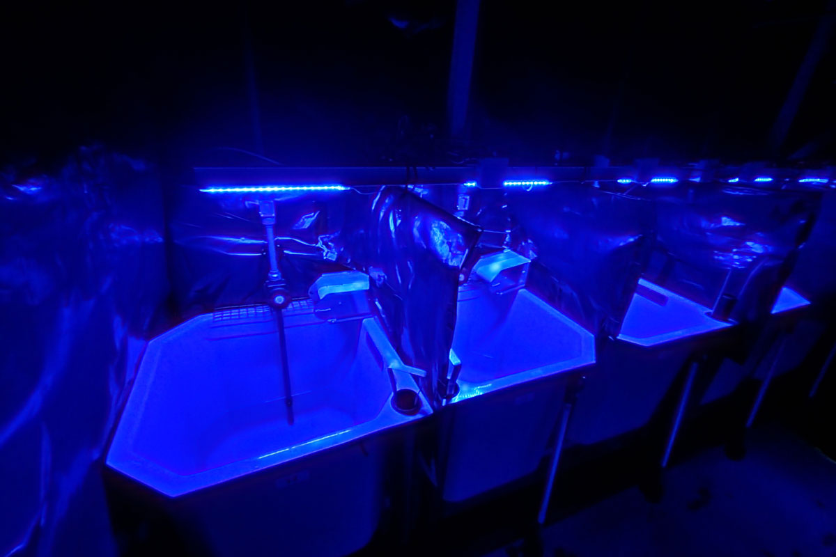 IllumiAkva – An initiative for species-specific light use in the farming of Atlantic salmon and rainbow trout
