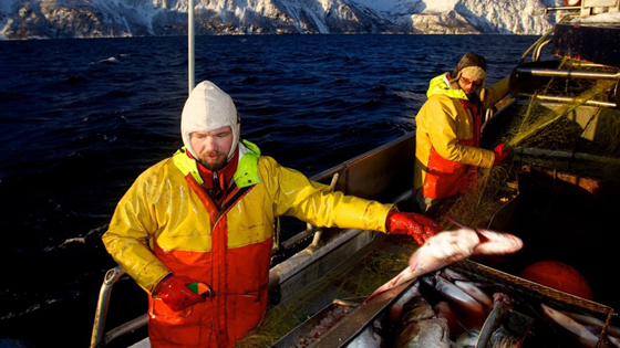 Nytt passivt fiskeredskap til kystflåten under 15 m: Kiil-not