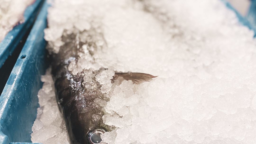 Masterstudenten Rikke