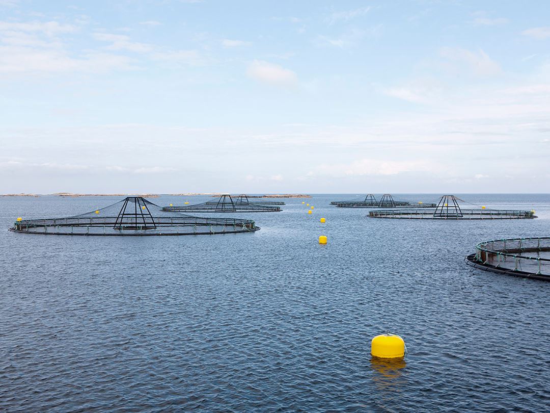 Havmerder og gule bøyer på rolig vann og med blå himmel.