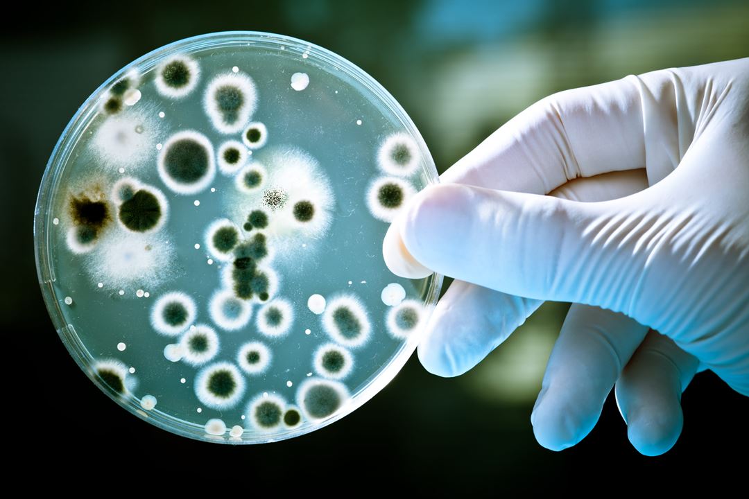 multiresistente bakterier