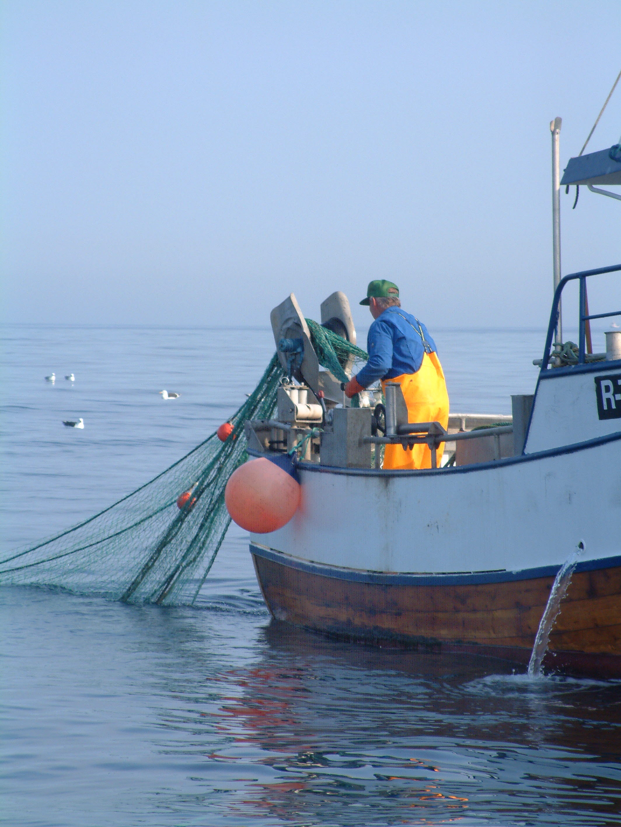 Automatisk fangstbehandling av hvitfisk på snurrevadfartøy