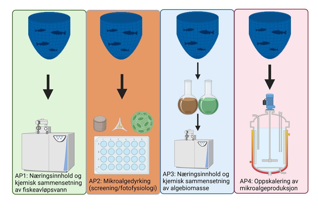 Skjematisk fremstilling av avløsvann til algedyrking